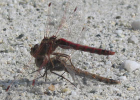 a-dragonfly.jpg