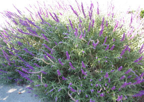 a-lavender.jpg